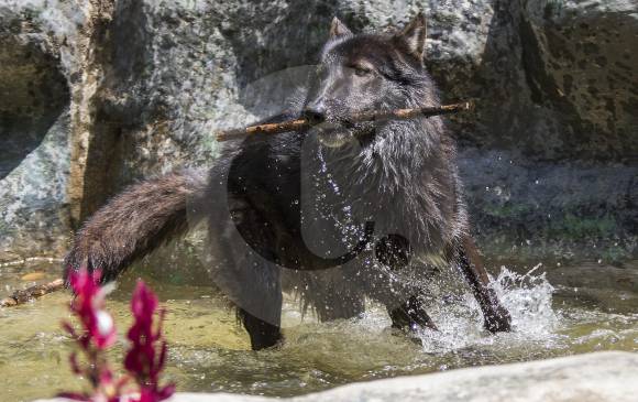Lobo rescatado de tráfico ilegal en Antioquia llegó a su nuevo hogar