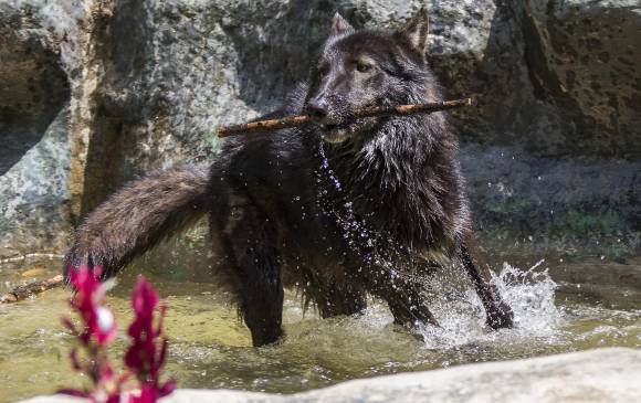 Lobo rescatado de tráfico ilegal en Antioquia llegó a su nuevo hogar